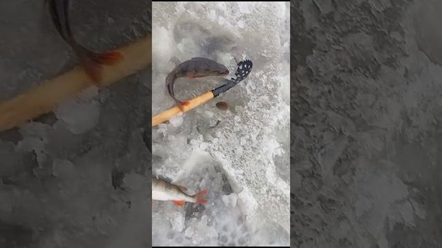 Мыша наглая👍