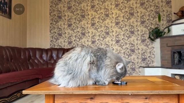 пушистики попали в игру кальмара! миссия юги, малыш, и мурка (а-нука давай-ка )
