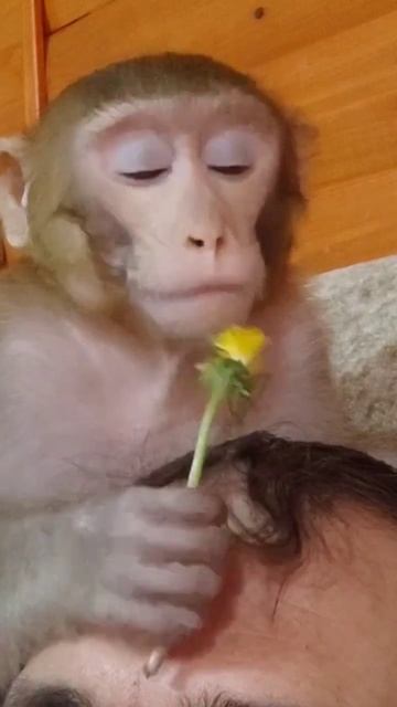 Маруся и одуванчик