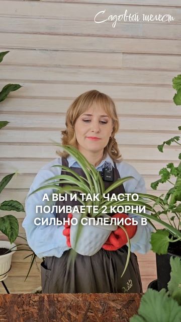 Как понять, что растение пора пересаживать