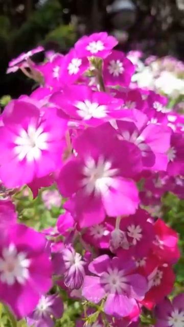 Phlox drummondii  ll Beautiful flowers llBeauty of nature ll