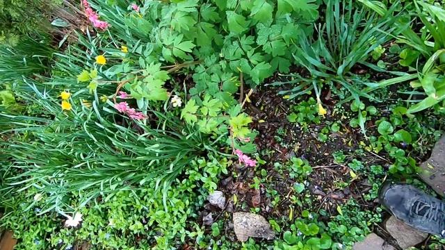 Bleeding Heart (Dicentra spectabilis)