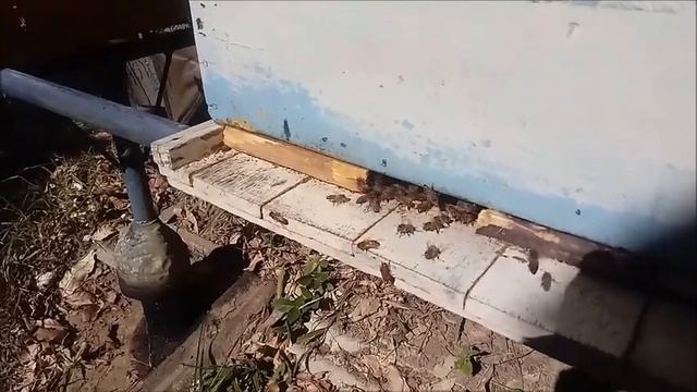 Cura da Varroa em Abelhas ápis Parte II