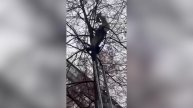 Сотрудники МЧС спасли застрявшего на дереве кота во Владикавказе: видео