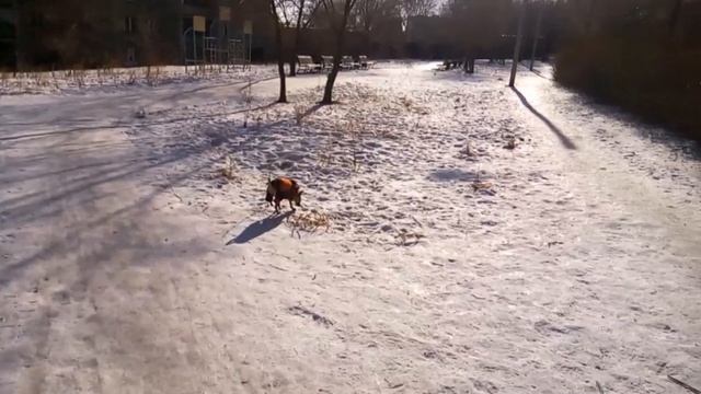 На крыльях  любви
