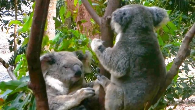 Cute koalas are kissing each other, wow!!