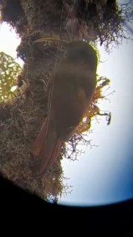 Greater Scythebill - Birds of Colombia