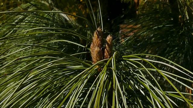 White pine - Sosna wejmutka