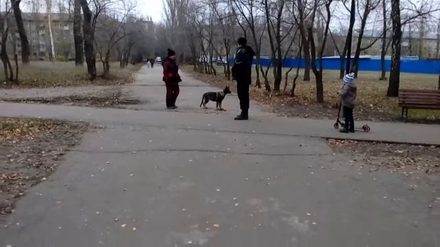 Сальвадор от Тренированных Псов  и первое знакомство с людьми 4м.