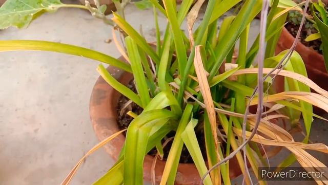 Day lily flower plant me Jabardast flowering Kaise link kaun sa fertilizer dalen