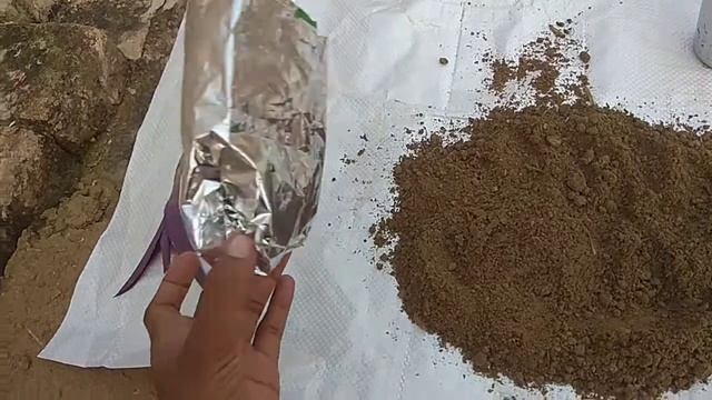 Purple heart ki cutting ko grow kase kre / purple heart कि कलम कैसे व कब लगाएं