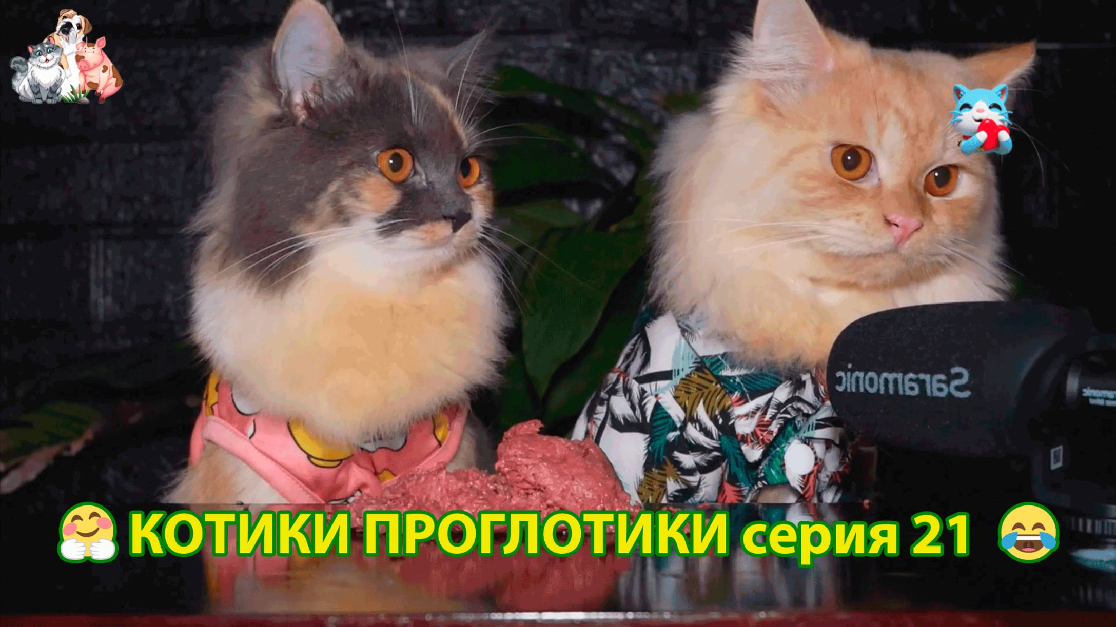 Котики-проглотики растут будущие птицеводы 🐈🐈⬛😹 эпизод (21)