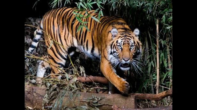 El tigre:  Un autentico gatito grande y rayado