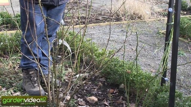 How to Prune a Fourberry Bush?