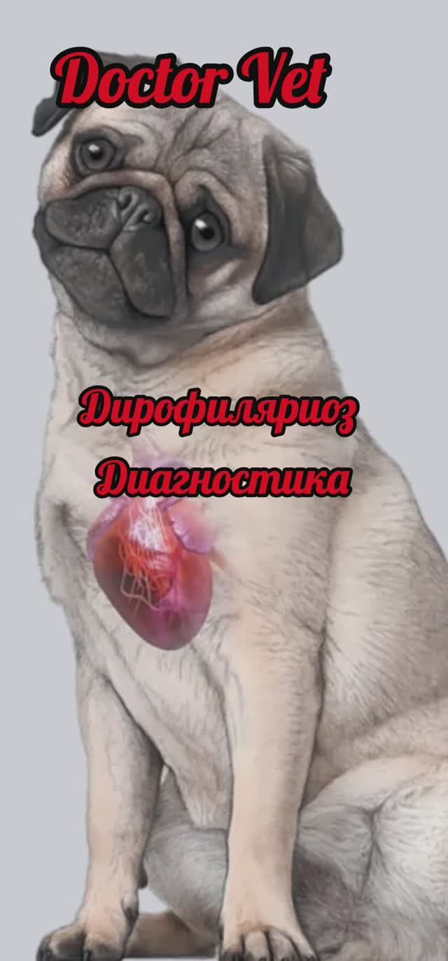 Диагностика дирофиляриоза собак