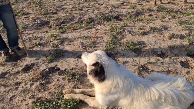 Алабай в оригинале, чабанские собаки гор Нохур.