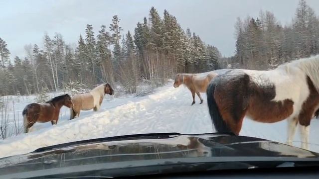якутия.зима.кони.