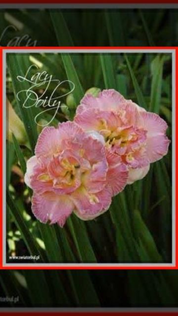 Liliowiec ogrodowy Lacy Doily 1275
