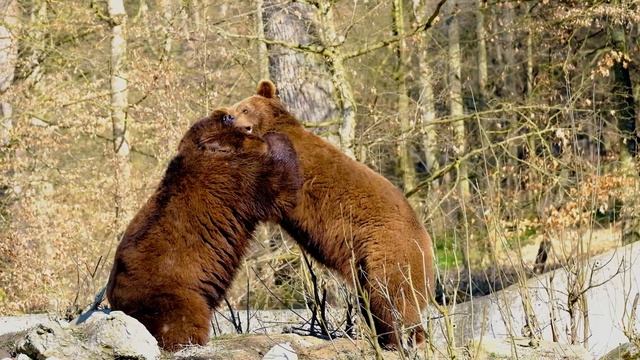 Топ фактов о медведях