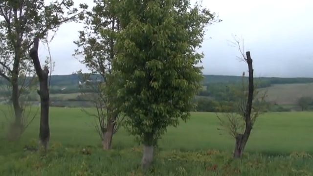 Другий рік після омолодження старих черешень