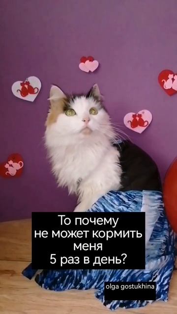 Странный вопрос. И правда, почему? #кошкивидео #одежда_для_животных