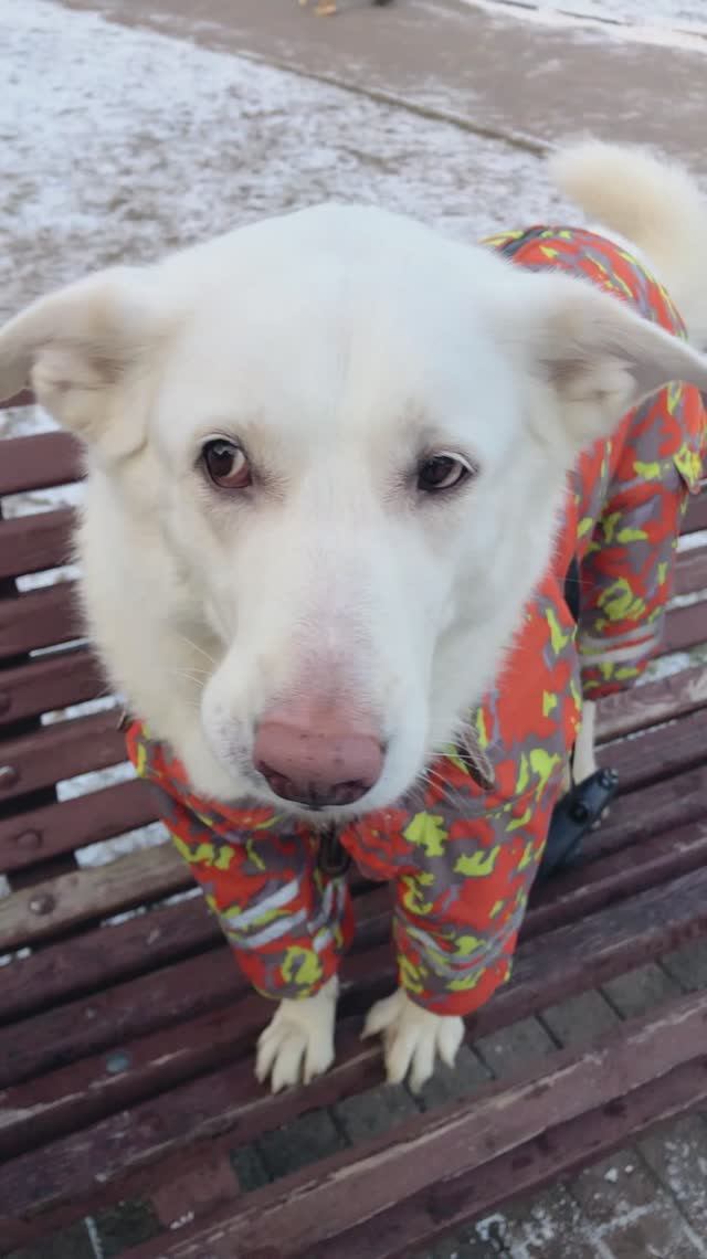 Беспризорник#анфиса#волчара#юмор#shorts