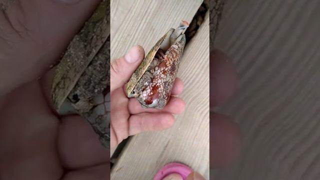 подводная живность Красного моря
