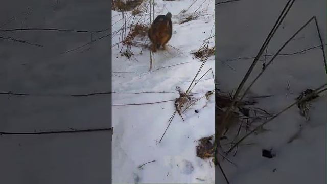 15.02.25 довольный собачён
