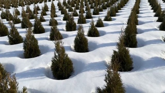 С праздником первого дня весны!