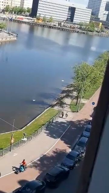 Лебеди!
