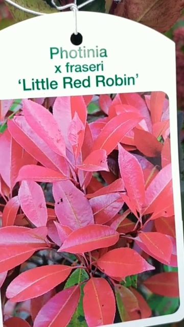 АУКУБА,ФОТИНИЯ,ЕУНУМУС,НАНДИНА-вариегатные пестролистные растения для сада в Голландии #фаленопсис