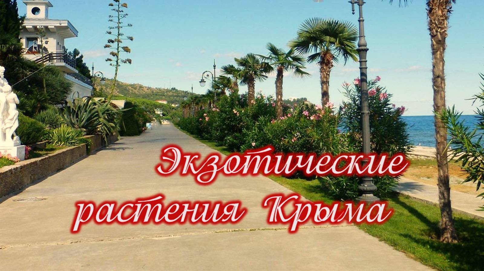 2. Экзотические растения Крыма. Пальмы.