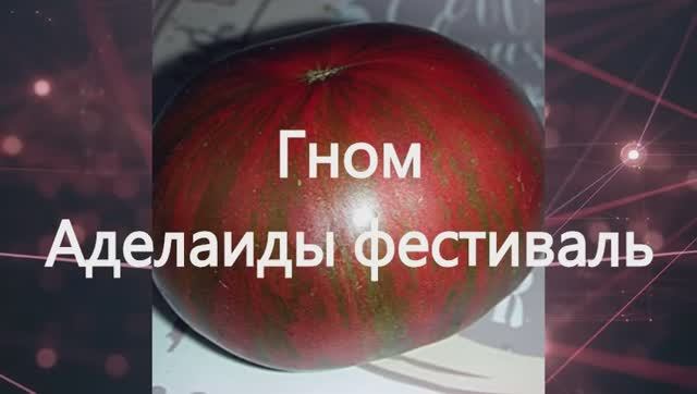 Гномы томатные. Каталог 2024 года и обзор томатных гномов. г. Киров
