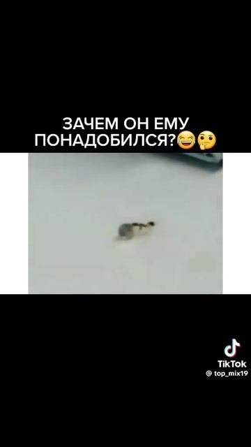 мемы