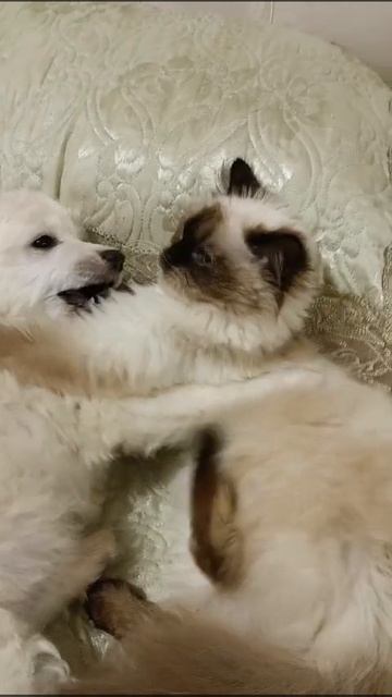 Если взять одновременно щенка и котенка! Щенята и котята, которым нравится дружить.