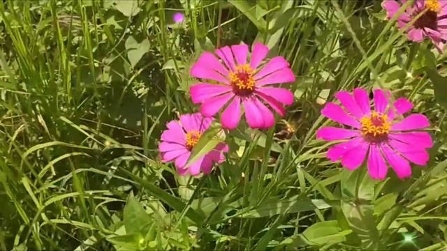 Margarita Flowers!!