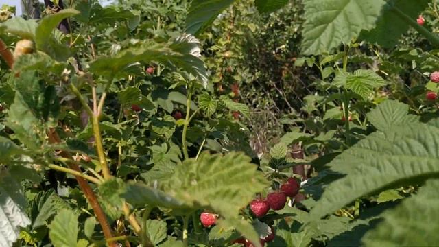 Малина.  Первый сбор.  05. 07. 2023