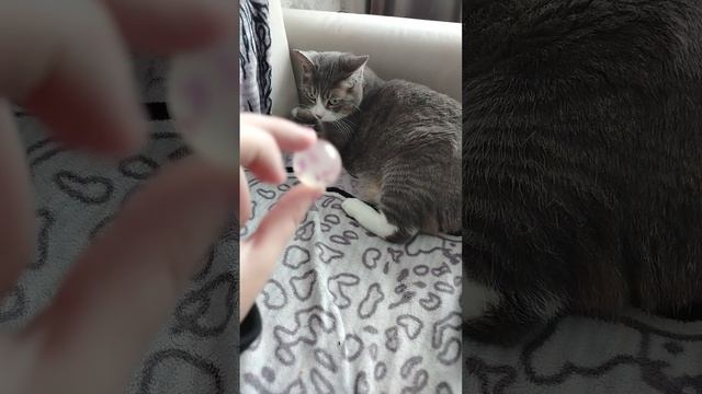 Мой кот прыгает и бегает за мячиком