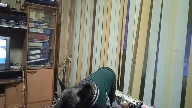 13.02.12.01.=Бульдог злится.Когда хочет на улицу.