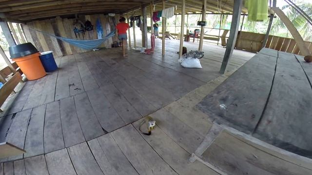 Monkey House, right in the heart of Amazonia.