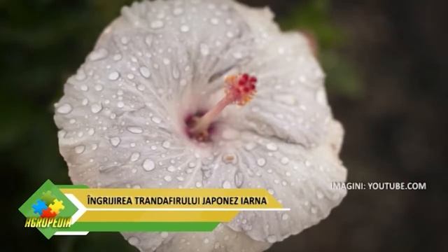 Îngrijirea trandafirului japonez iarna