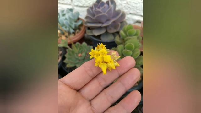 Echeveria Pulidonis