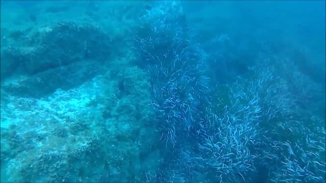 Intotheblue.it Avannotti di Barracuda