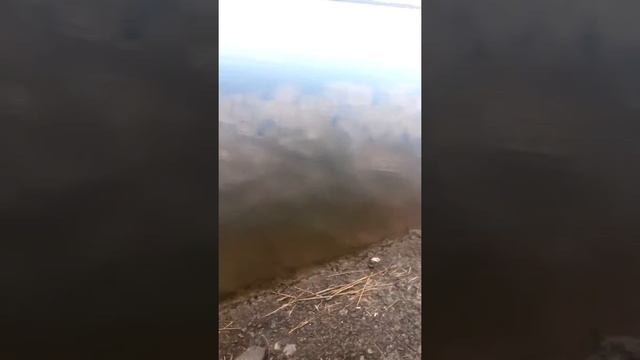 Щука на 4кг (зійшла)