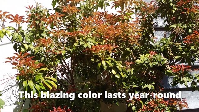 Our Giant and Blazing “Forest Flame” Plant