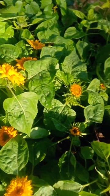 Sunflower plants in nursery #beatifulflowers #sunflower #agriculture #nature
