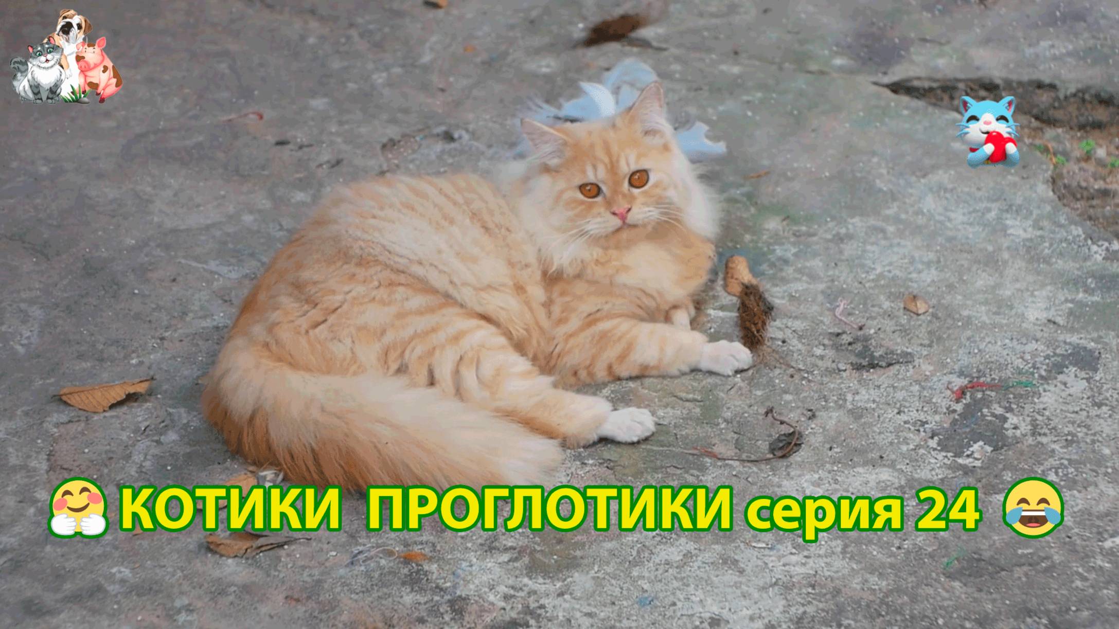 Котики-проглотики растут будущие птицеводы 🐈🐈⬛😹 эпизод (24)