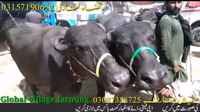 Neli Ravi Jhotian In Luden Janwar Mandi Vehari Khere And 2 tooth || Global Village Farming