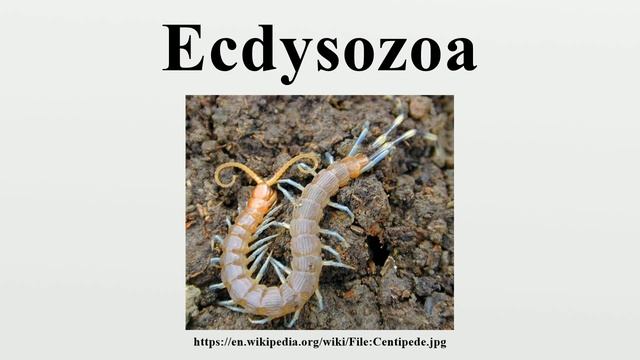 Ecdysozoa