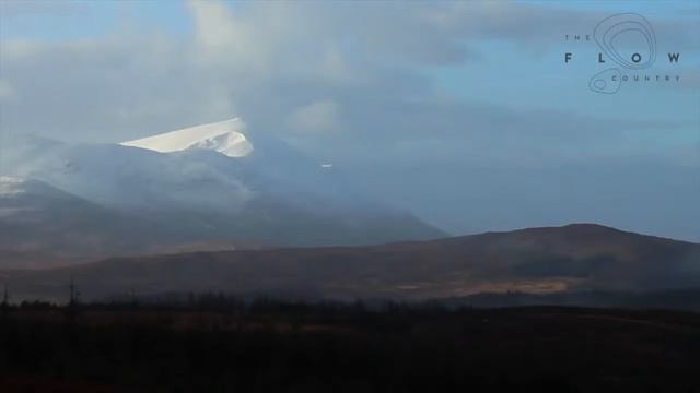 Life in and on the peatlands